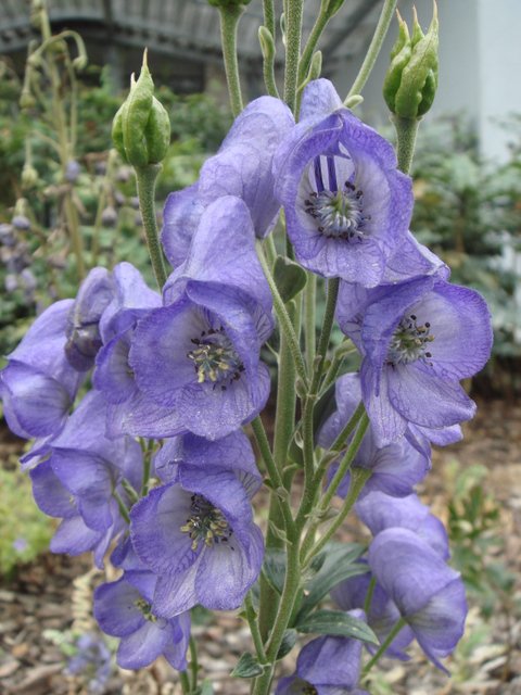 Aconitum carmichaeli fleur